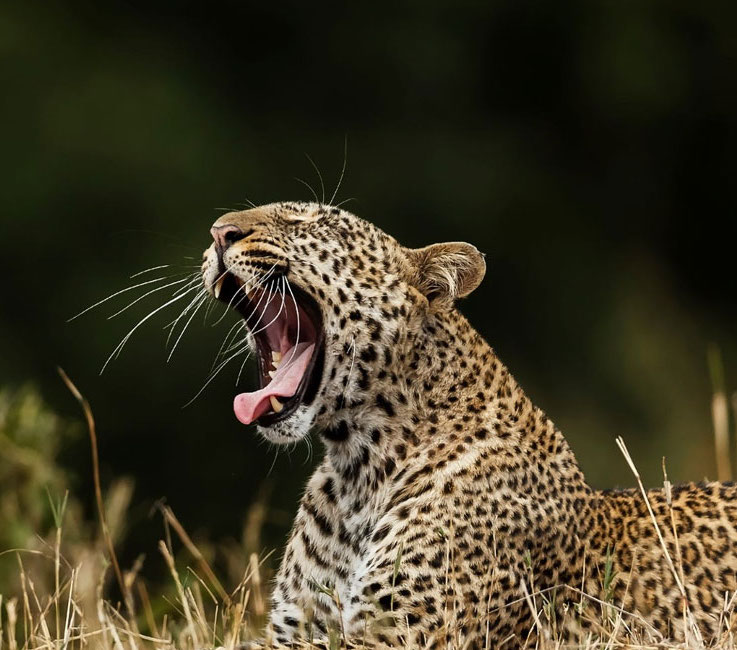 Сафари на джипах в Нац. парке Яла, 1 день